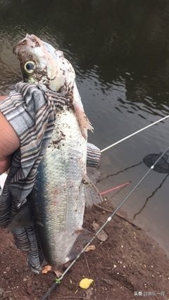 野钓翘嘴的必知技巧视频,夏季钓大翘嘴的2种靠谱方法
