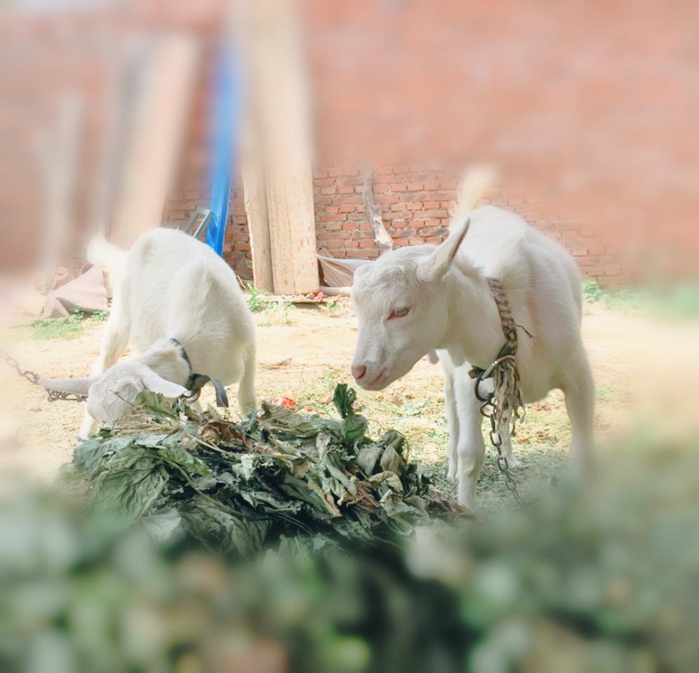 牛奶致癌是真的假的,牛奶致癌的报告