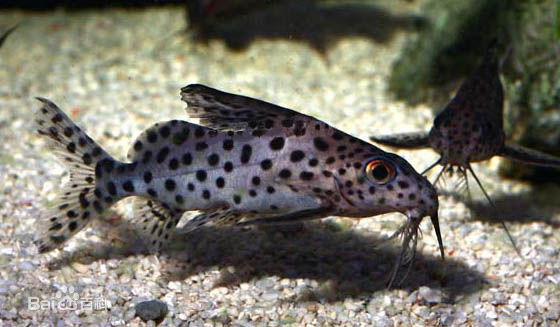 观赏鱼成吉思汗鲨鱼,大型红尾鲶招财猫