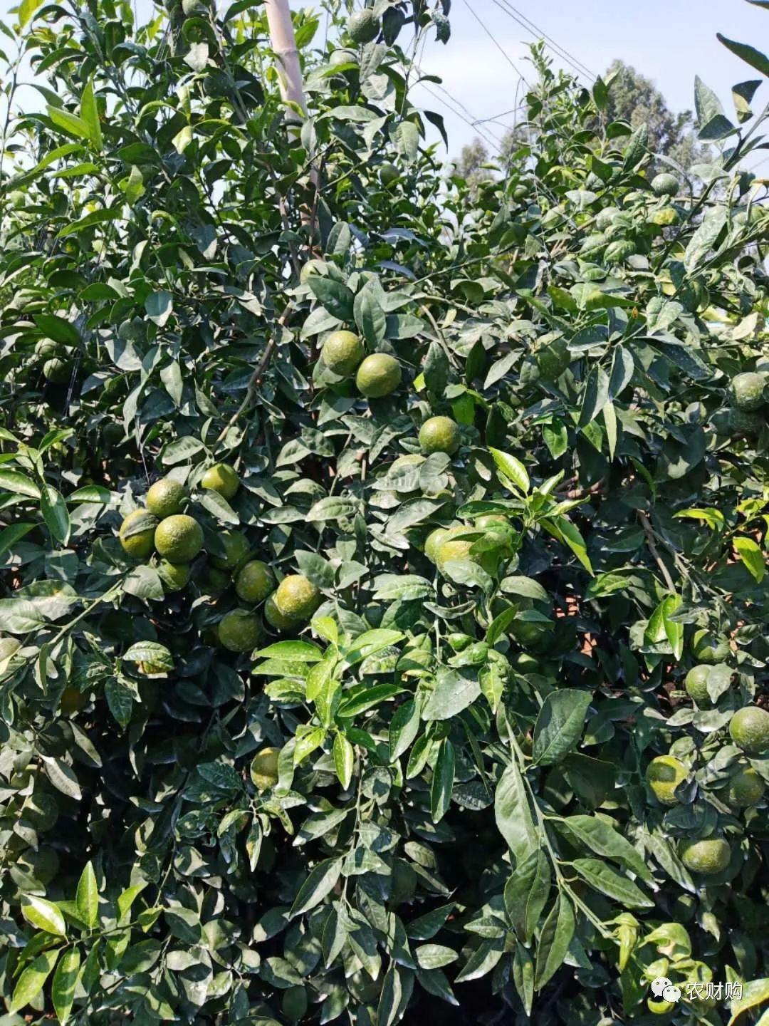 到底什么时候打着色剂好？用了几年的果农告诉你，实际效果如何