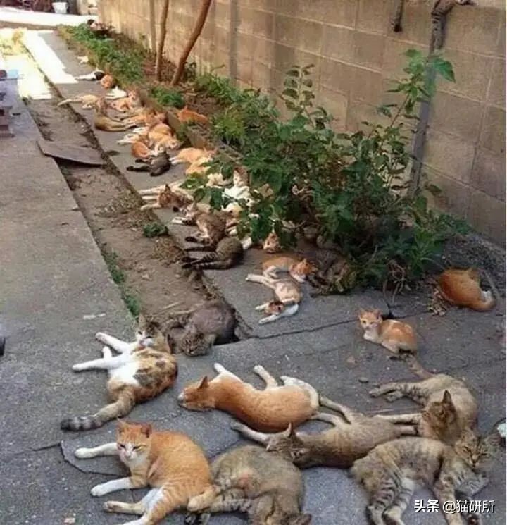 当猫咪第一次吸猫薄荷,猫咪会对薄荷过敏吗