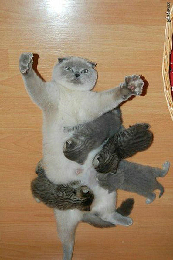 家中金毛生了一窝狗崽，每次喂奶都寸步难行，真是一个头两个大