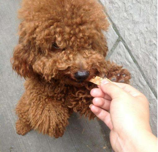 新手饲养泰迪犬的四大注意事项,新手养泰迪犬需要注意些什么