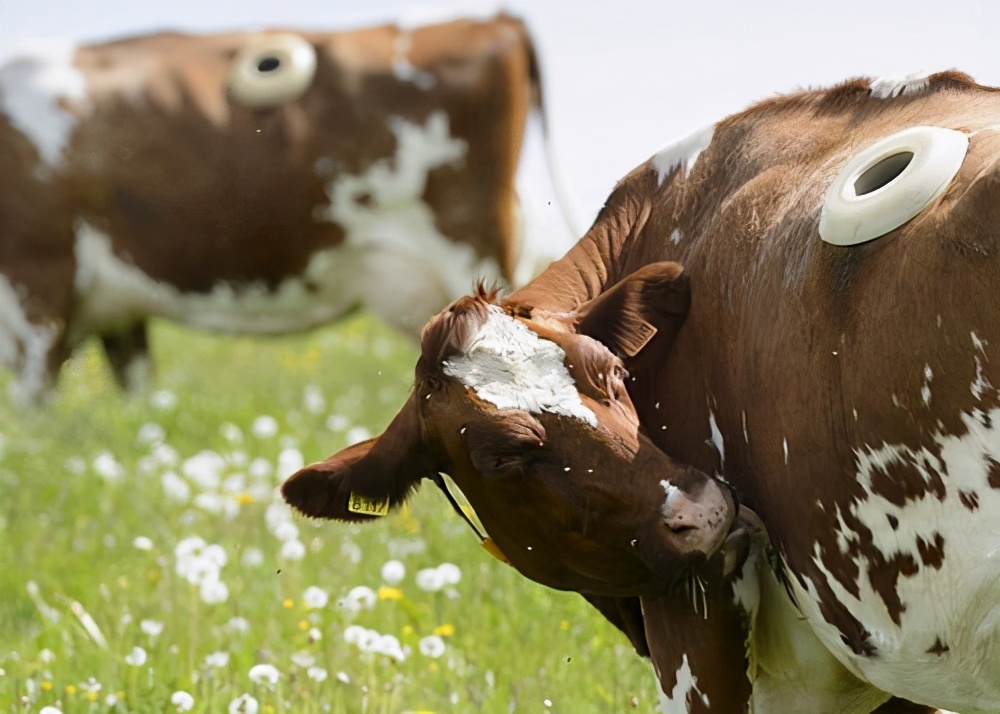 牛的感受谁会在意？身体直接开洞，阉割直接捶碎*丸睾**，解释为牛好