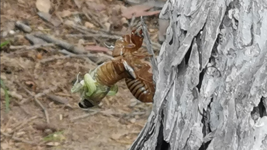 金蝉脱壳记原文,金蝉脱壳记