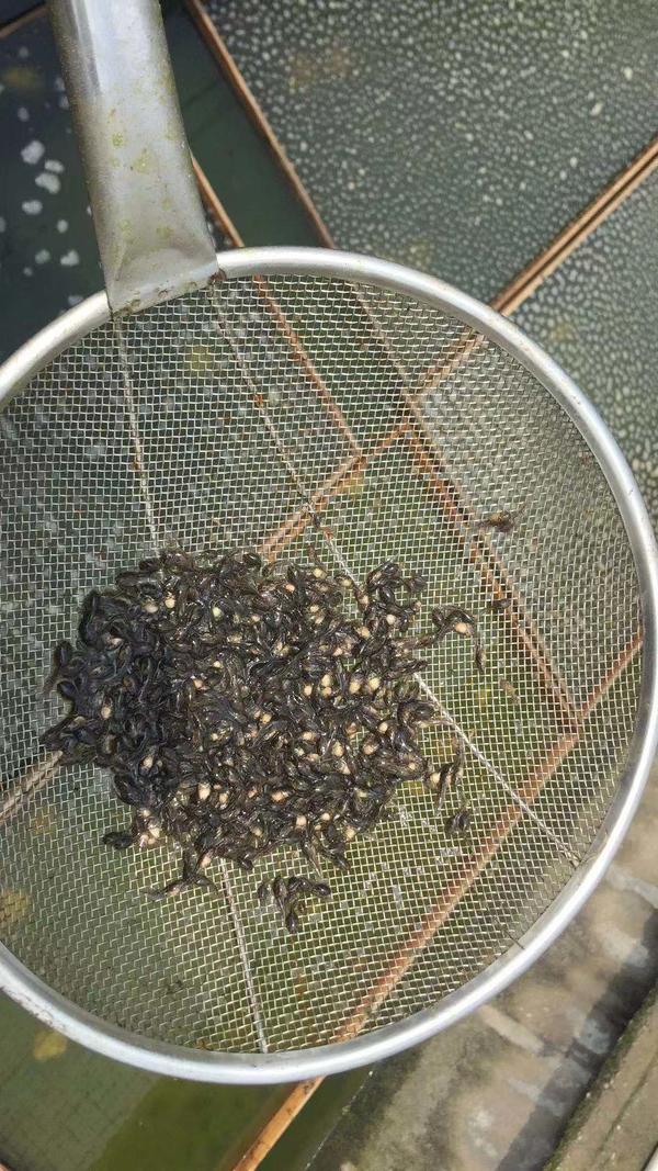 仙桃万蛙鸣青蛙养殖,青蛙养殖湖南省