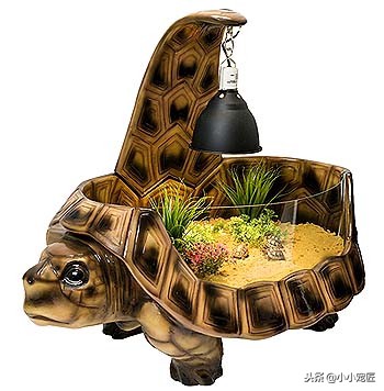 冬天乌龟怎么养才不会死,乌龟一般养几年才不会死