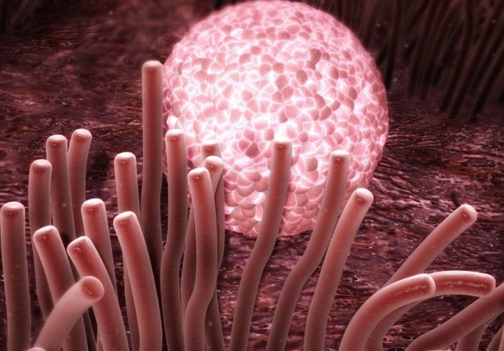 从排卵开始到生出孩子需要多少周,从排卵到有胎心要多少天