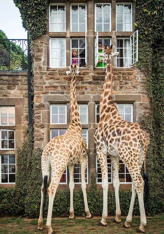 长颈鹿的身体结构层次,长颈鹿简画