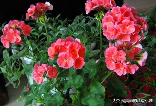 想要养好花几招教会你,想要养好花该怎么做