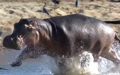 河马发疯有多可怕咬碎狮子头骨,河马杀死狮子真实视频