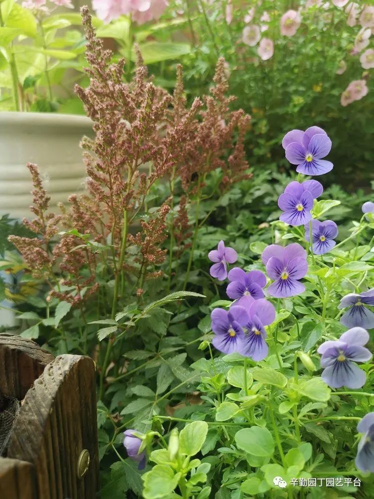 （2021）园丁奖阳台组《008号》星星的花园