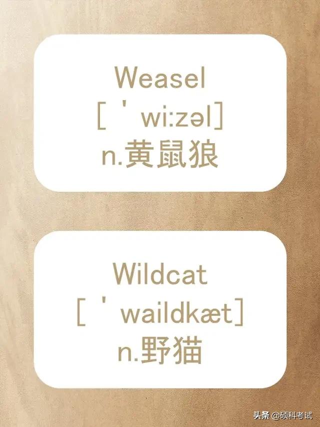 动物的英文拼写及音标,关于动物的单词及音标