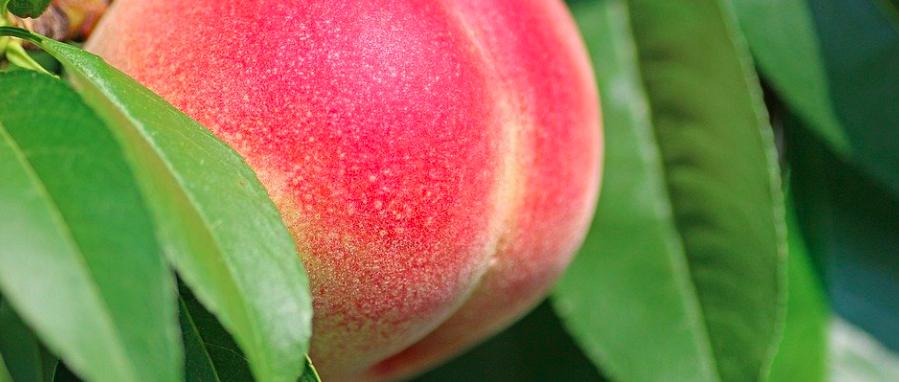 臀肌太发达翘不起来二郎腿,臀肌无力翘不上二郎腿