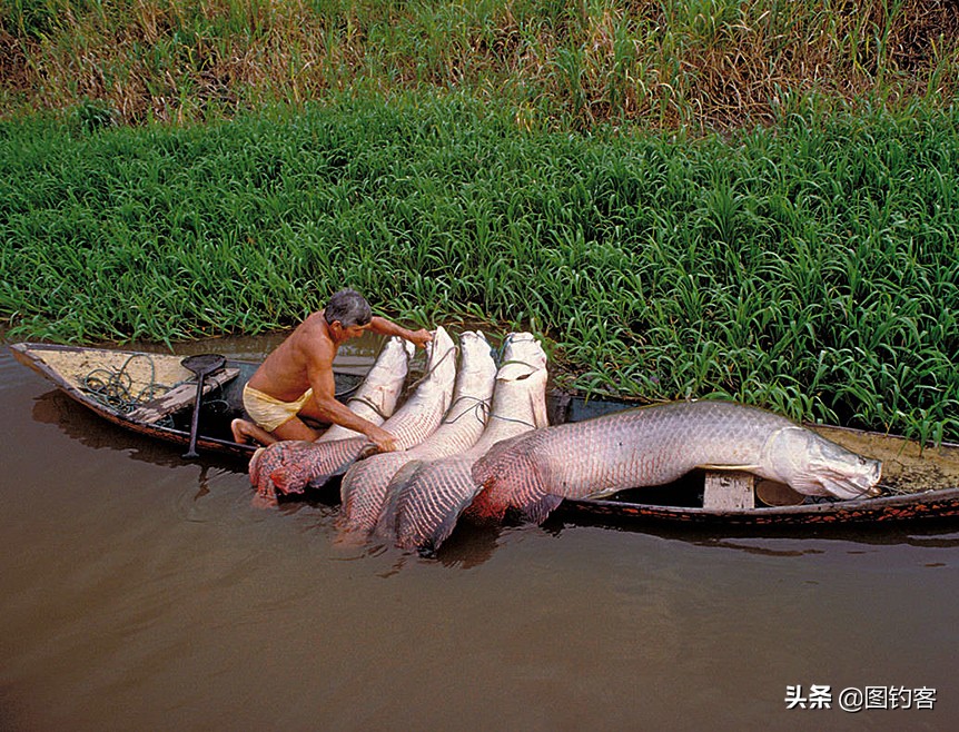 巨骨舌鱼的好奇心有多强,巴西巨骨舌鱼却濒临灭绝为什么