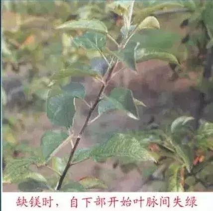 苹果树缺什么药,苹果树都有什么病怎么治