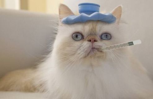 母猫产后感冒吃什么药好,母猫感冒