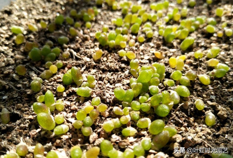 多肉长成一枝独秀,多肉繁殖一盆变两盆