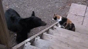 看看俄罗斯猫有多彪悍，徒手斗狗熊，单脚撕野狼！你是大佬我服了