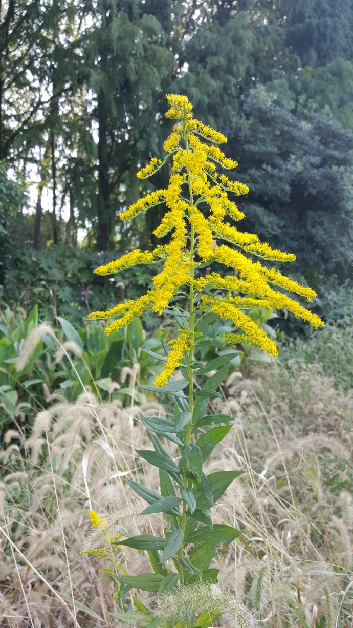 38种常见入侵植物花朵,38种疯狂的入侵植物