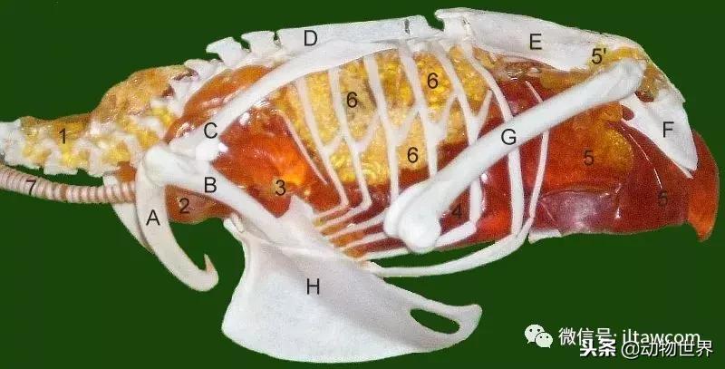 鸟类的产热结构,鸟类的结构特点有哪些