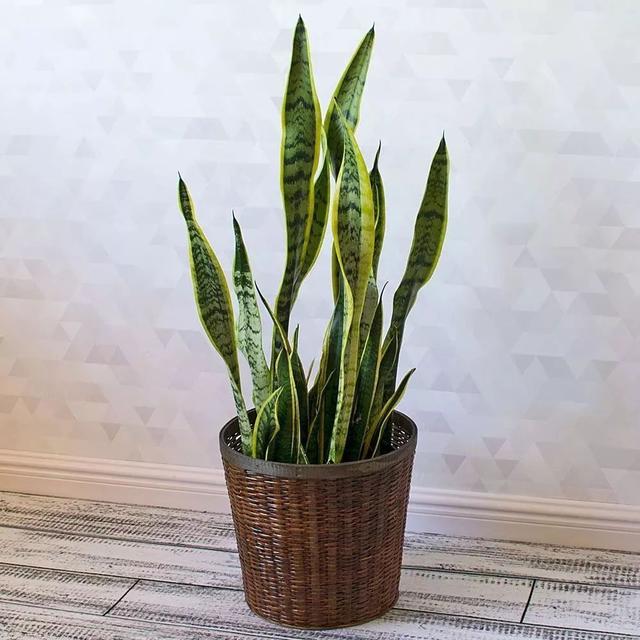 虎皮兰扦插方法及最佳季节,虎皮兰的扦插时间和方法