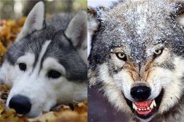 哈士奇每天遛一次还拆家吗,哈士奇养到多大个才不会拆家