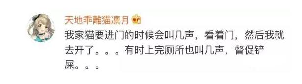 猫咪太聪明严重影响铲屎官脱单啊,猫咪所有的活力都留给了铲屎官