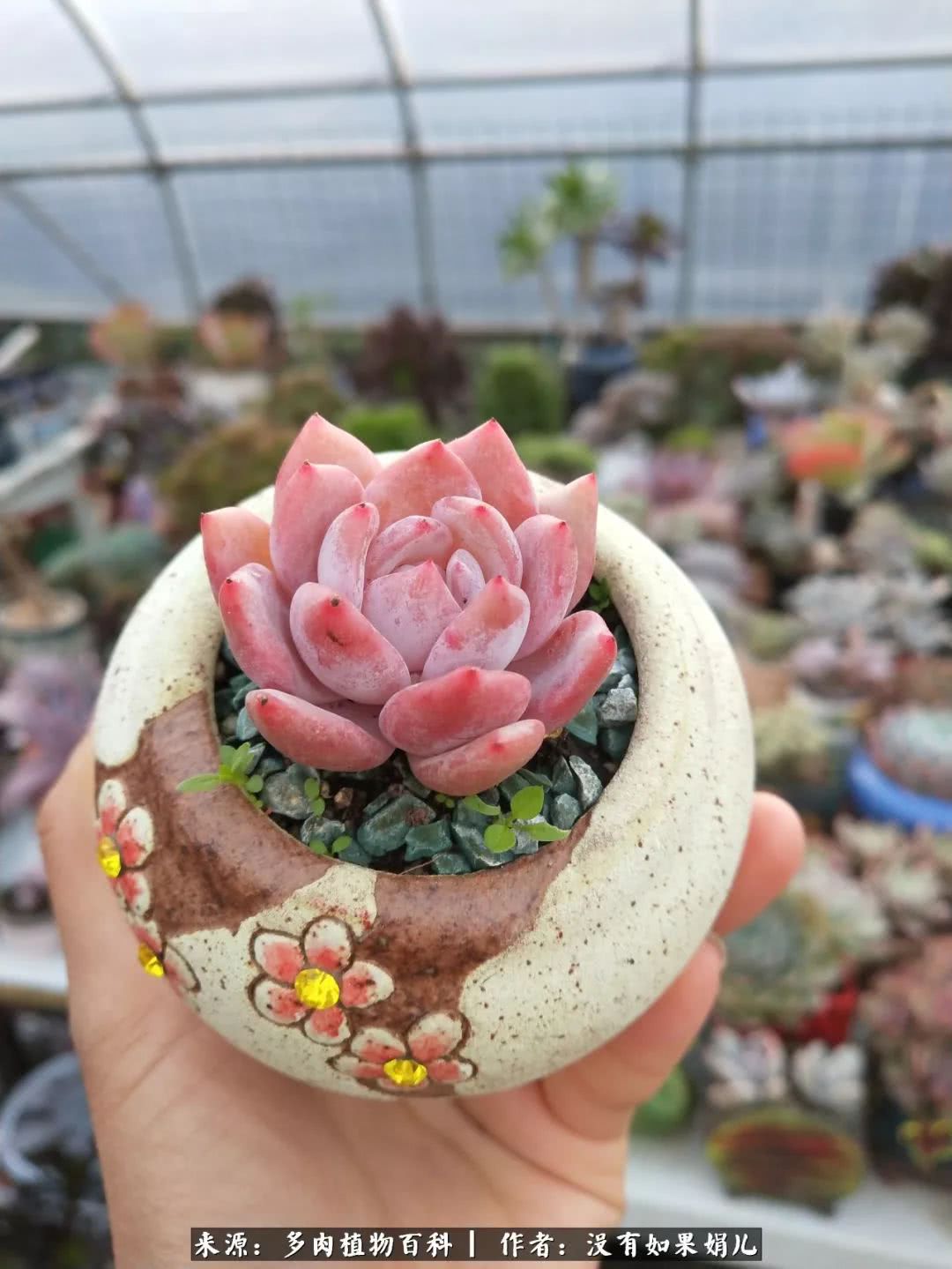 明人不说暗话，我为多肉而来！