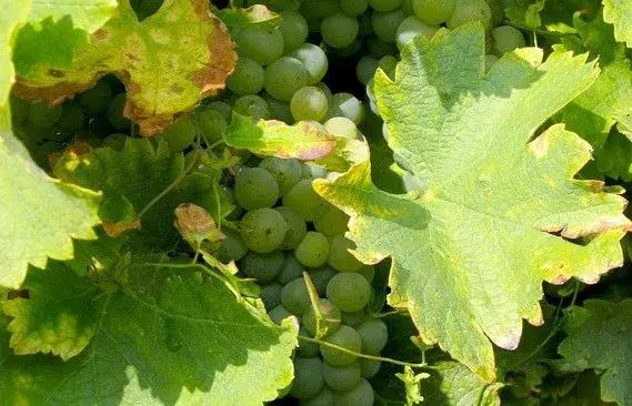 园中琼玉，细聊葡萄种类