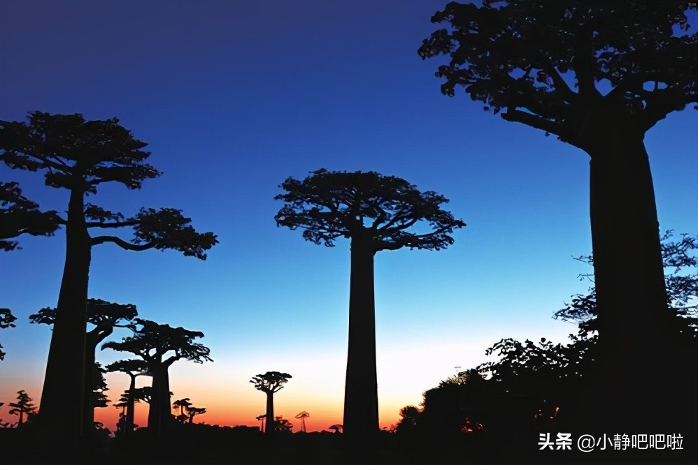 马达加斯加冷知识,马达加斯加的特点和路线