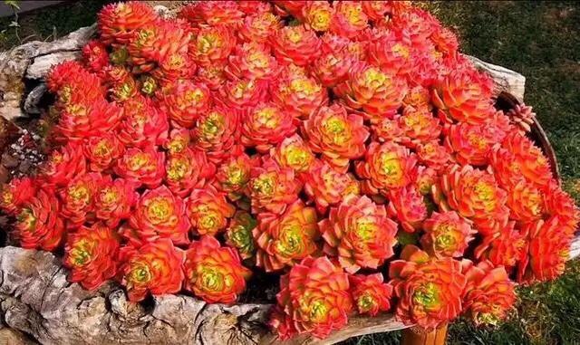 多肉蒂亚火焰好养吗,多肉阳台党如何出状态