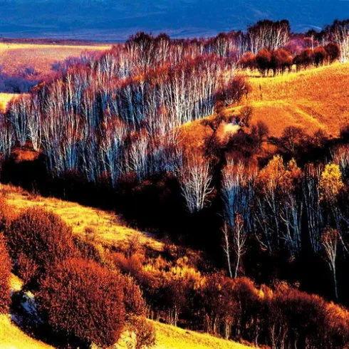 有一种绿绿绿绿绿绿绿，叫赤峰的林