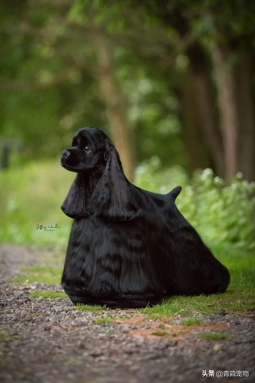 狗狗被烫伤了该怎么办,狗狗烫伤皮肤溃烂怎么办