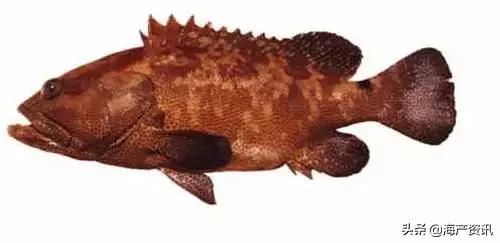 科普海洋鱼类知识儿童,海洋鱼类科普大全图解