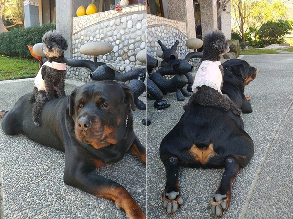 罗威纳犬碰见土狗,罗威纳犬遇见农村土狗