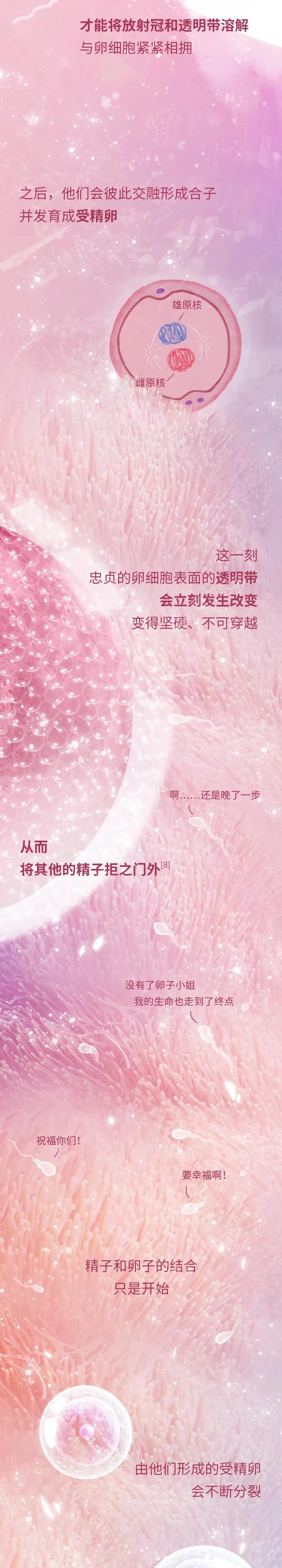 精子与卵子结合孕育生命全过程,精子和卵子孕育的全过程