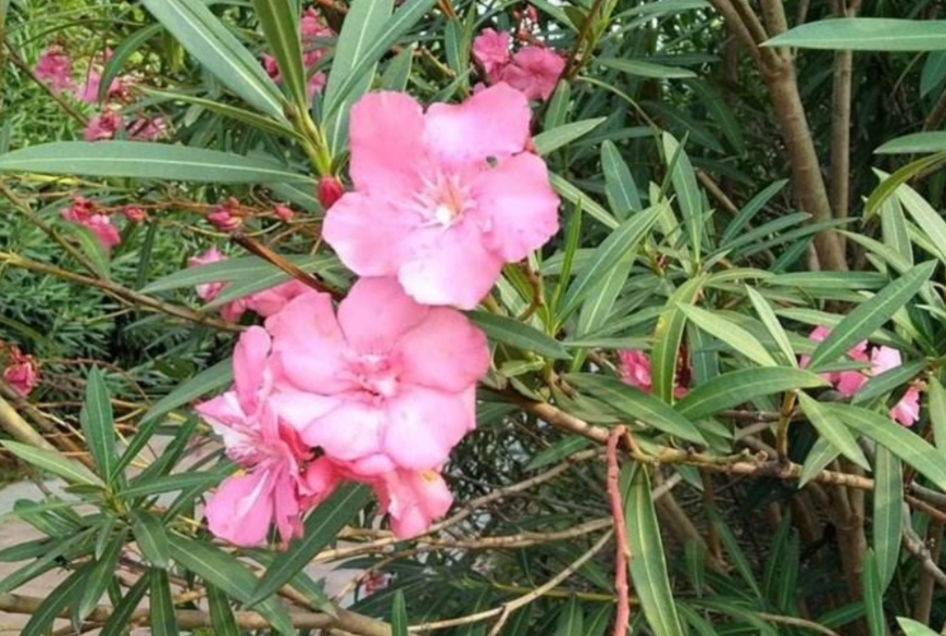 六种有毒花卉盆栽还是不要养了吧,有毒的盆栽花卉有哪些不要用手碰