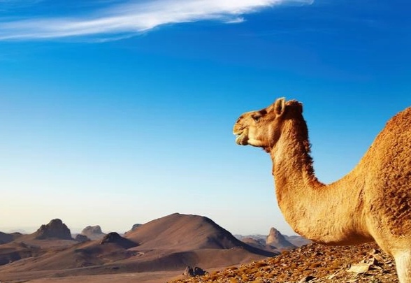 动物的有趣知识视频,动物的趣味常识视频