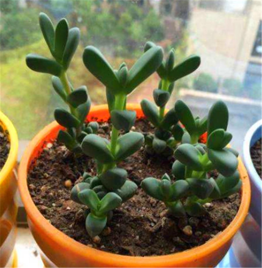 鹿角海棠干瘪怎么办冬天会冻死吗,多肉鹿角开花了怎么办