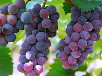 磷酸二氢钾溶解慢是正品还是假货,假的磷酸二氢钾怎么处理