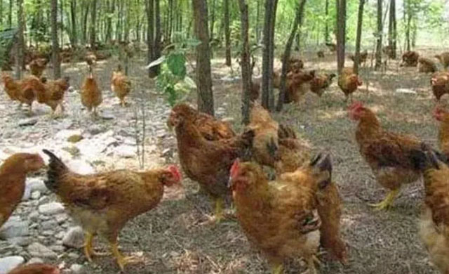 鸡肿脸是什么病怎样治疗,养殖鸡眼睛肿了是什么病