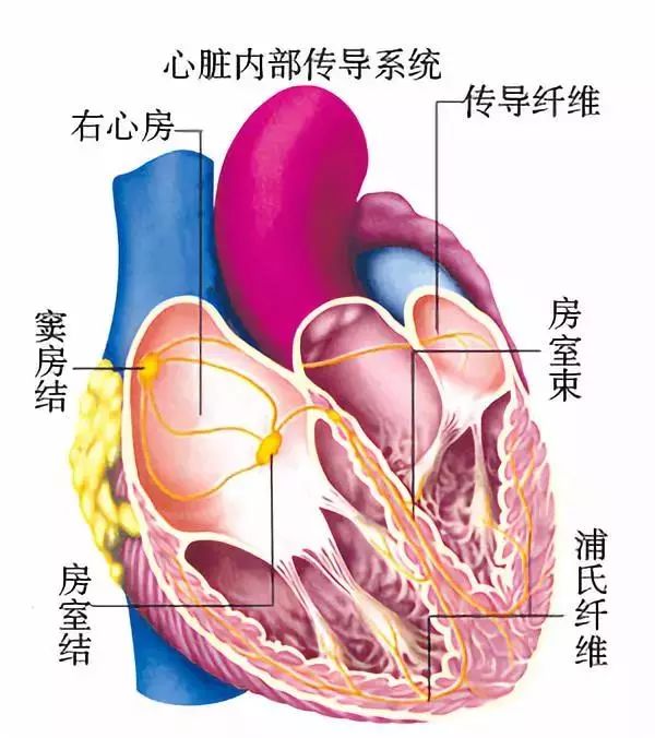 心律失常55分钟讲解,心律失常心电图讲解视频教程全集