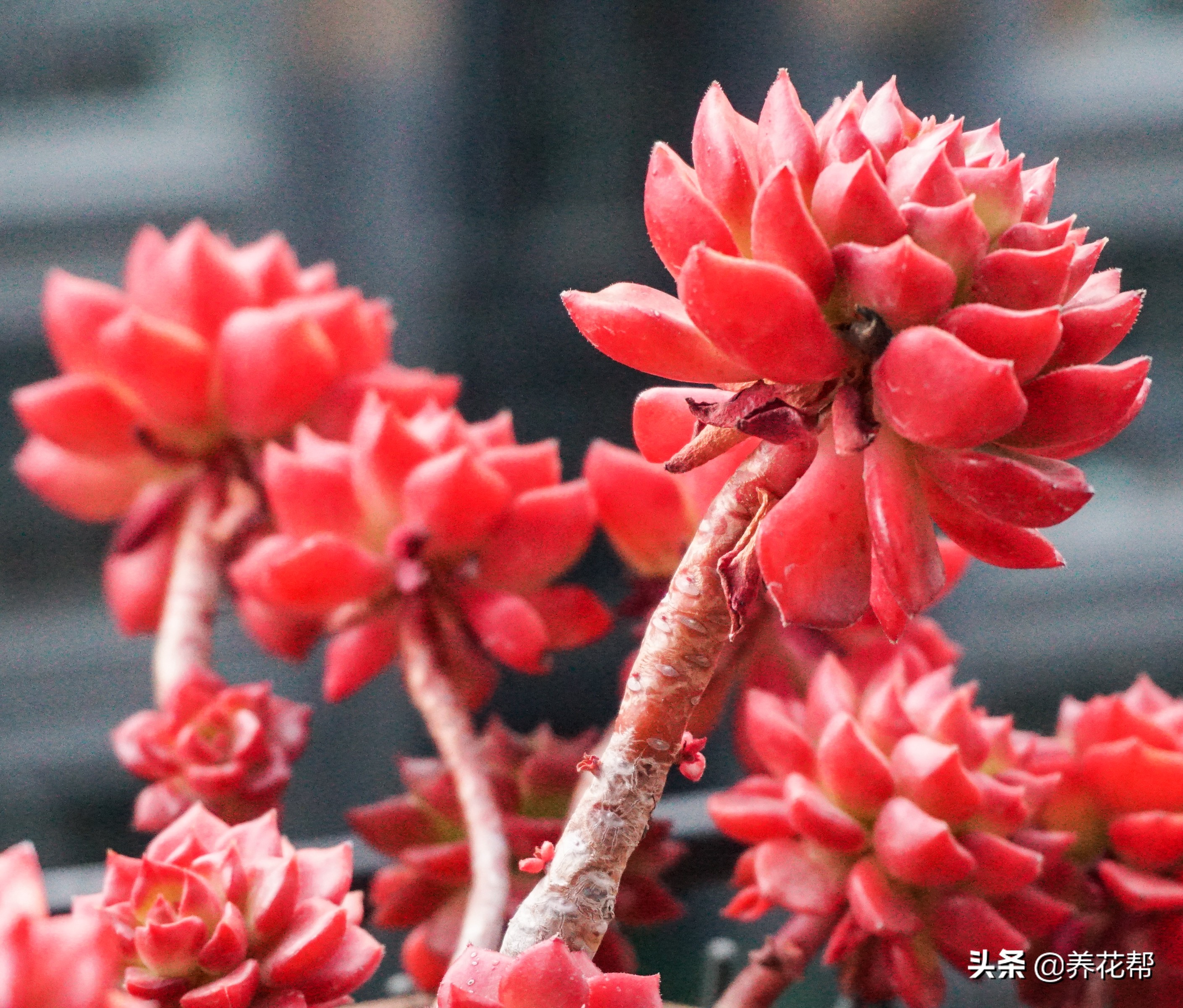 想要养一盆好花真的是太难了,想要养多肉植物的方法