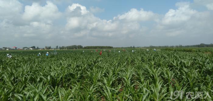 玉米花生种植高产技术,玉米高产高效种植技术