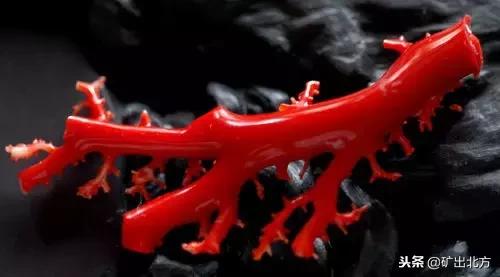 红珊瑚有什么保健作用,红珊瑚对身体有哪些好处