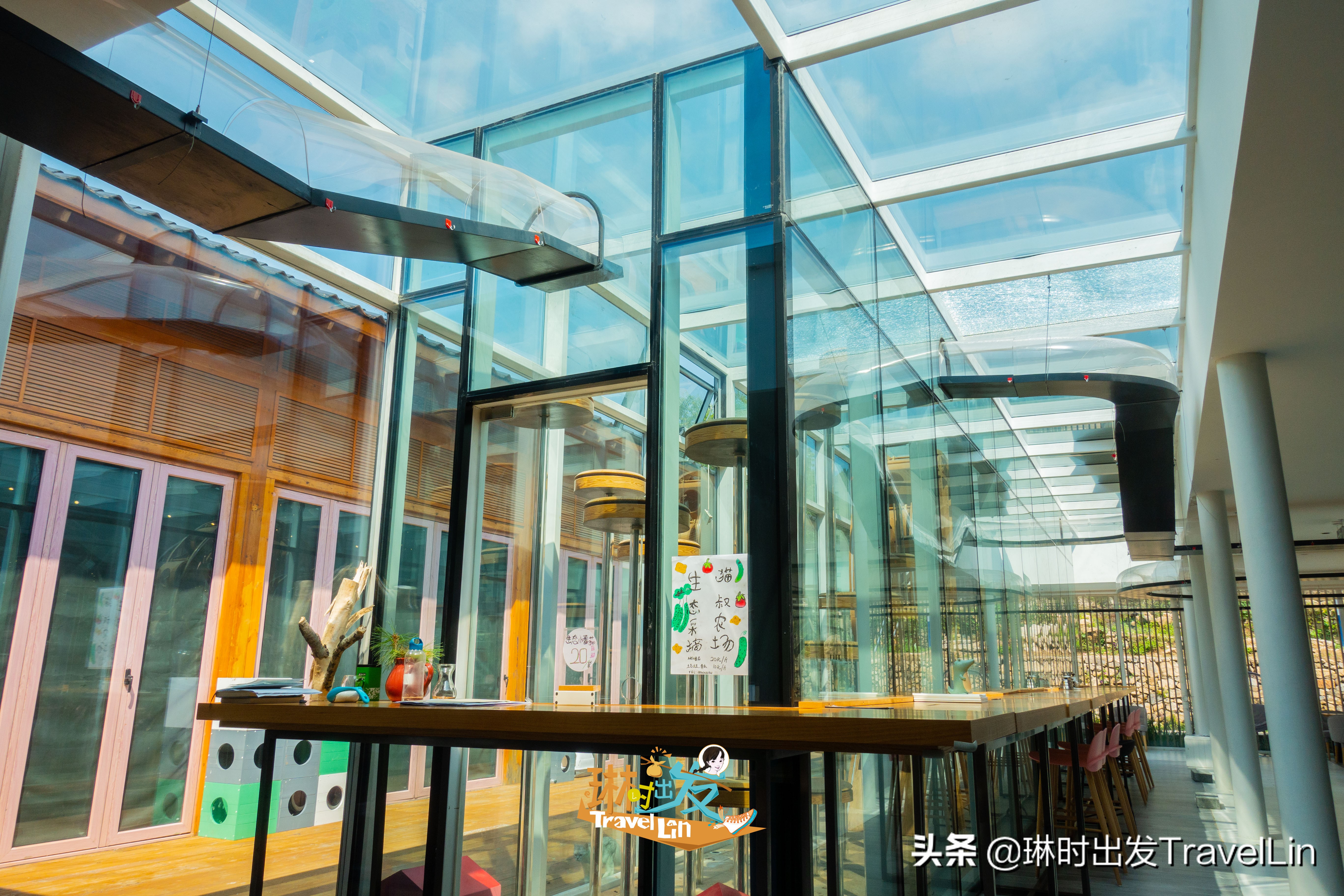 不去日本也能看樱花,不去日本还能去哪玩