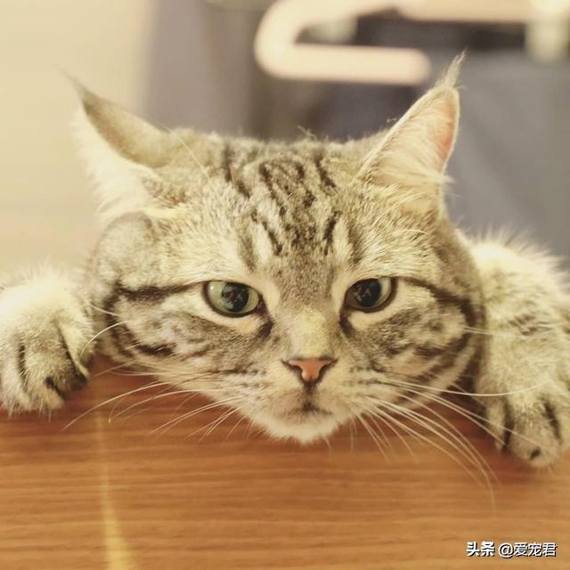 如何克服猫咪的紧张情绪,关于猫咪应激铲屎官应该了解一下