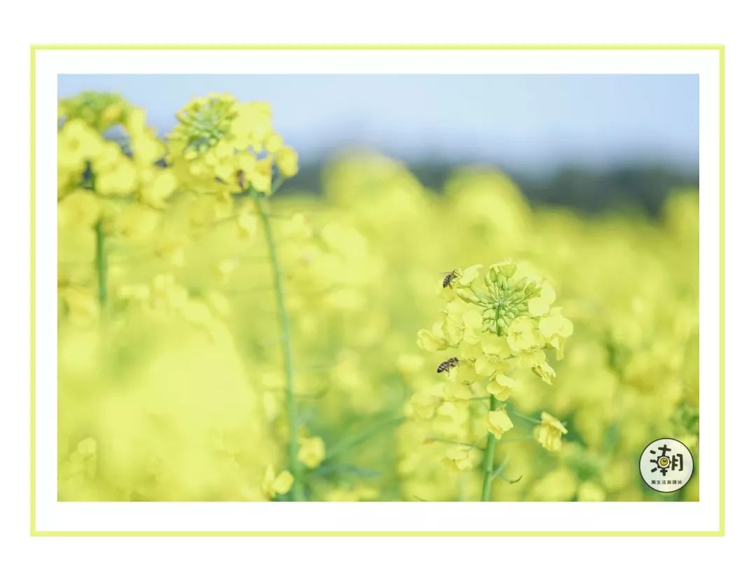 閿﹀煄鐨囧璐垫棌瀛﹂櫌,鎴愰兘閿﹀煄璐垫棌瀛﹂櫌