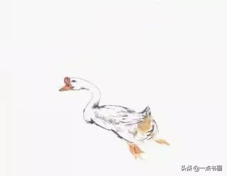 鹅画法可爱简单在陆地上行走,图文教程鹅写意画法